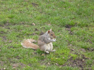 Naklejka na ściany i meble Cute squirrel in New York Central Park