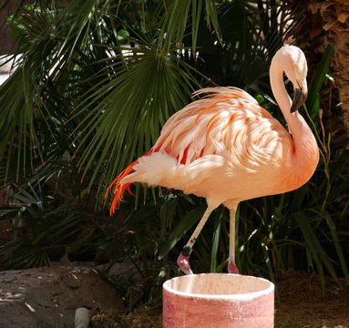 Flamingo standing with palm leaves