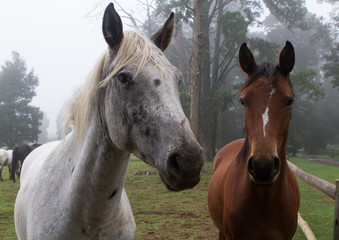 Obraz premium horses in Natal Midlands