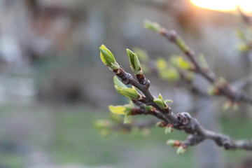 Spring branches