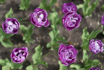 Fototapeta na wymiar purple tulips