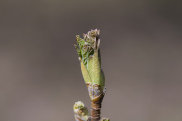 Flowering branches of fruit tree with flower buds in sunlight against a dark background

