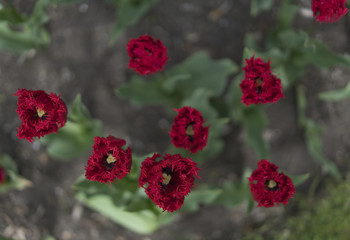 fresh red tulips