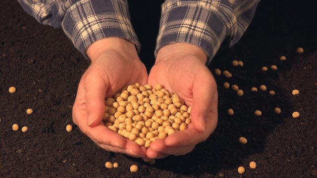 Handful of harvested soy bean seed, caucasian female farmer holding pile of soybeans over soil background