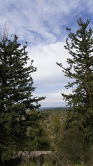 Coniferous evergreen trees, blue sky, view of the forest on the slopes of the hills, in the Carmel National Park, North Israel
