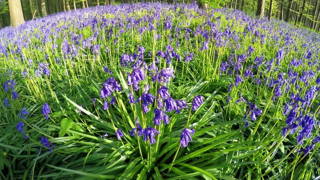 Bluebell flowers (Hyacinthoides) in Halle Forest, a mystical forest in Belgium.