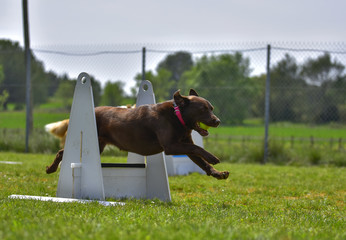 flyball agility dog work competiton dog