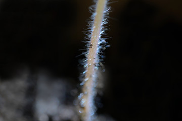 planta, tomat, närbild