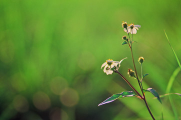little white flower in a sunny day with a comfortable green background