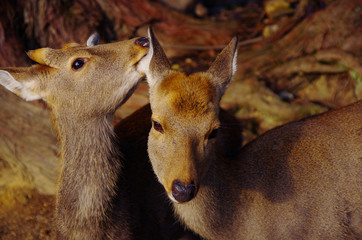 two loving and caring deers