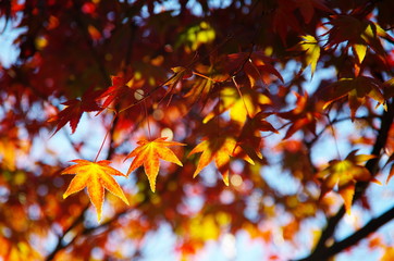Autumn Leaves stood out from shallow depth of field