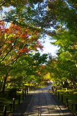 Straight Pathway with Colorful and beautiful trees on both sides in the Eikando Temple, Kyoto