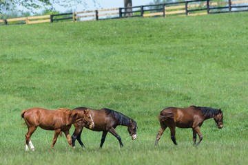 Naklejka na ściany i meble Kentucky Thoroughbred Horse in Bluegrass Field