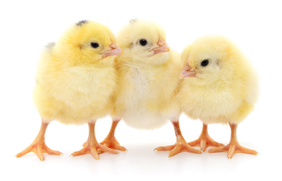 Three cute chicks.