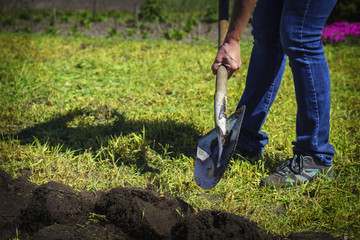 Digging the garden with a shovel in the sunny spring day