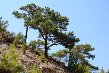 pinjeträdmedelhavet, karpathos, grekland