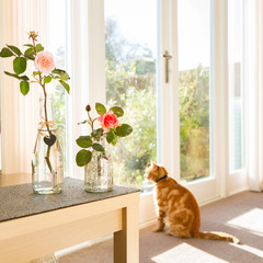Cat not looking at the roses