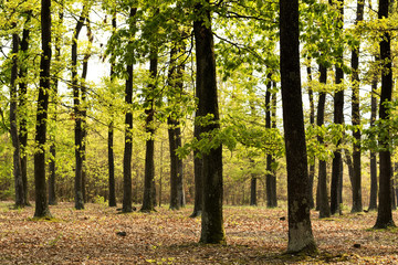 Green forest in spring time