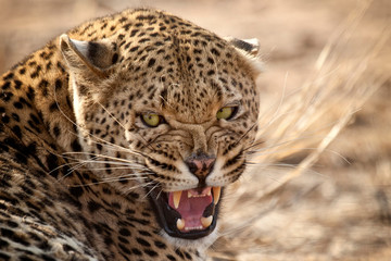 Fototapeta na wymiar Leopard, Naankuse, Namibia