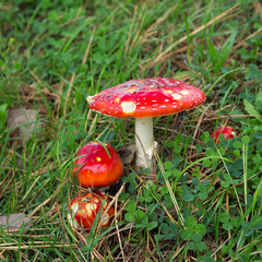 Fly agaric