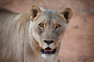 Lioness, Naankuse, Namibia
