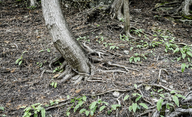 Tree roots