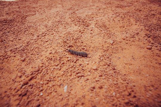 caterpillar on sand