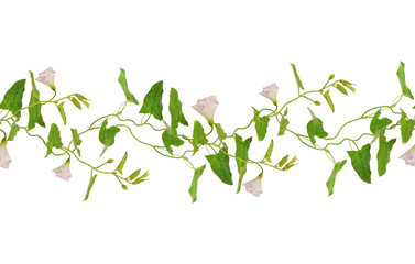 Bindweed flowers and leaves sprigs seamless pattern