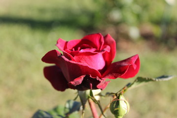 Rosa rossa Bellevue Kordes 2006 (GER)