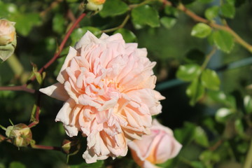 Rosa Desirèè Bergera Barbier 1910 (FRA)