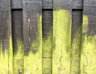 Grüner Belag auf alten Holzlatten