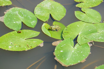 two green little frogs