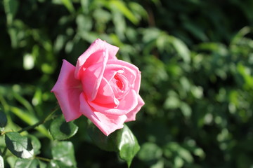 Rosa