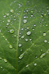 grönt, blad, vatten