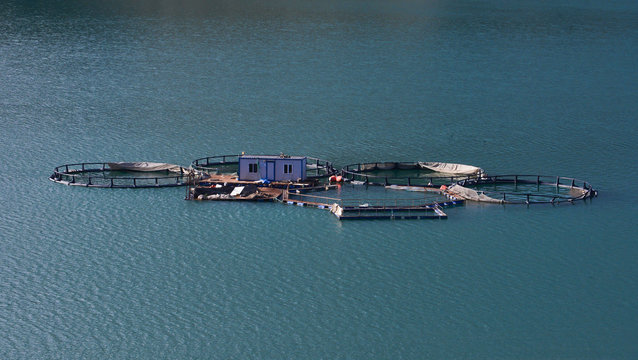 Balık &Ccedil;iftliği