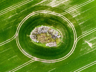 Grüne Felder im Frühling mit Traktorspuren / Luftbild