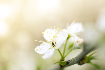 Spring flower blossoms