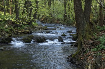 Obraz premium Magurski Park Narodowy