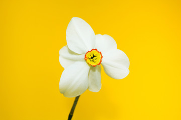Bright white narcissus on a yellow background, close-up, concept. (daffodil)