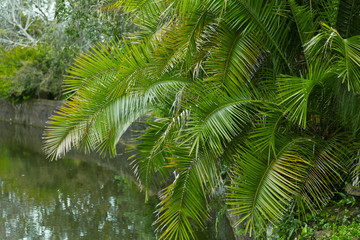 Lush green jungle background