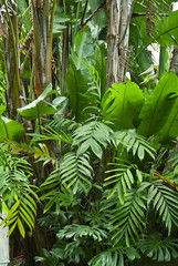Fototapeta na wymiar Lush green jungle background