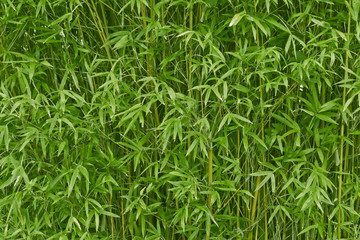 Lush green bamboo