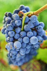 Reote Weintraube reif am Stock