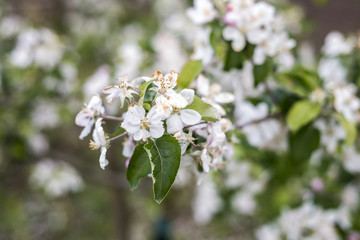 Spring blossoms beautiful flowers on apple tree in nature