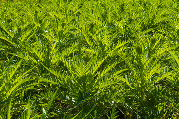 Mediterranean artichoke vegetable plantation on Crete, Greece