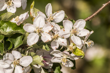 Spring blossoms beautiful flowers on apple tree in nature