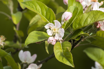 Spring blossoms beautiful flowers on apple tree in nature