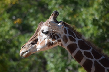 Giraffe Head