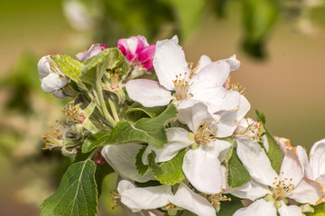 Fototapeta premium Spring blossoms beautiful flowers on apple tree in nature