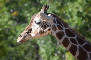 Obraz premium Giraffe Head